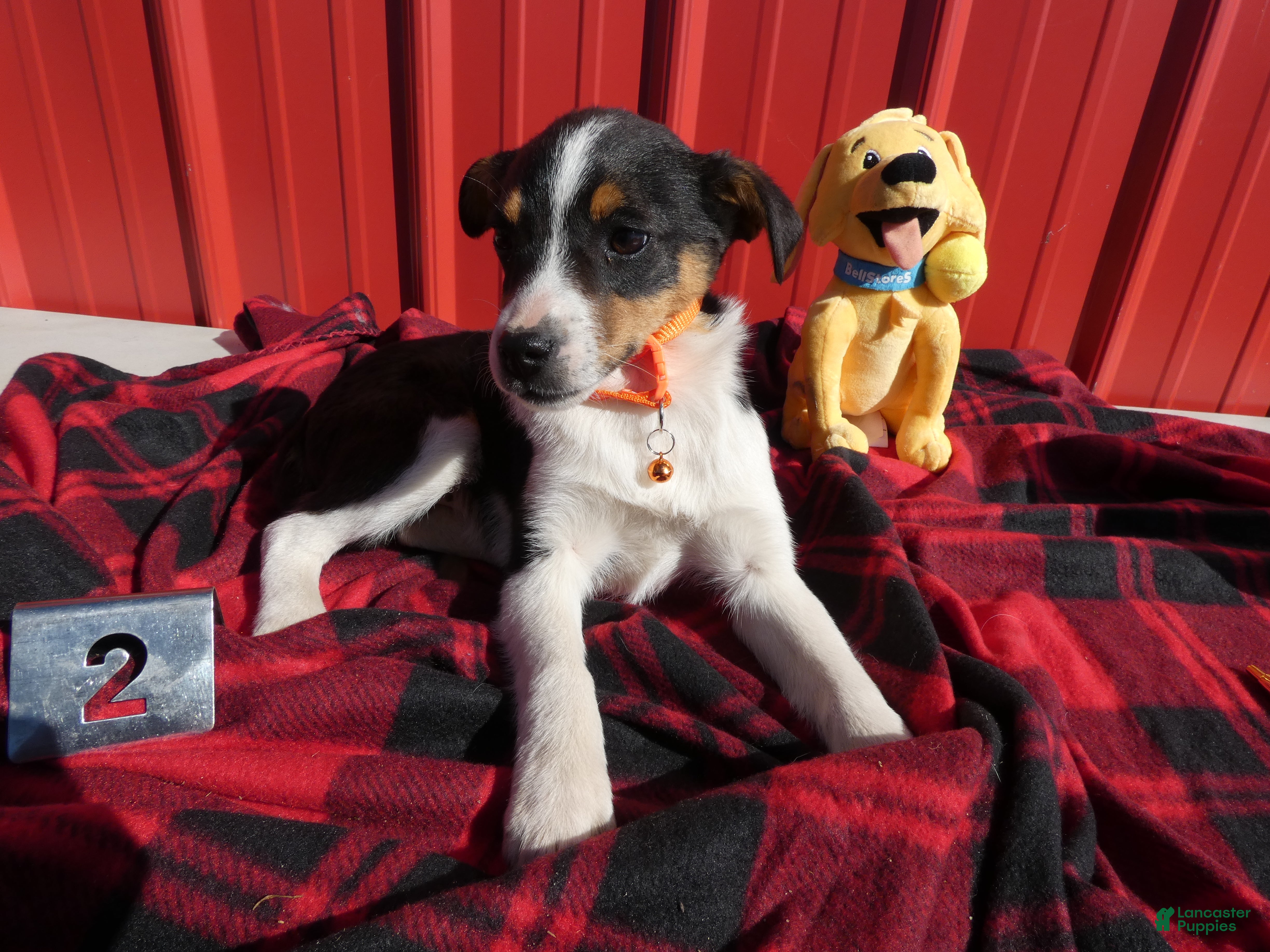 Australian Shepherd dogs for sale: Australian Shepherd Puppy 2 - Ad 2