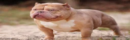 American Bully dogs for sale: Fawn Female - Ad 4