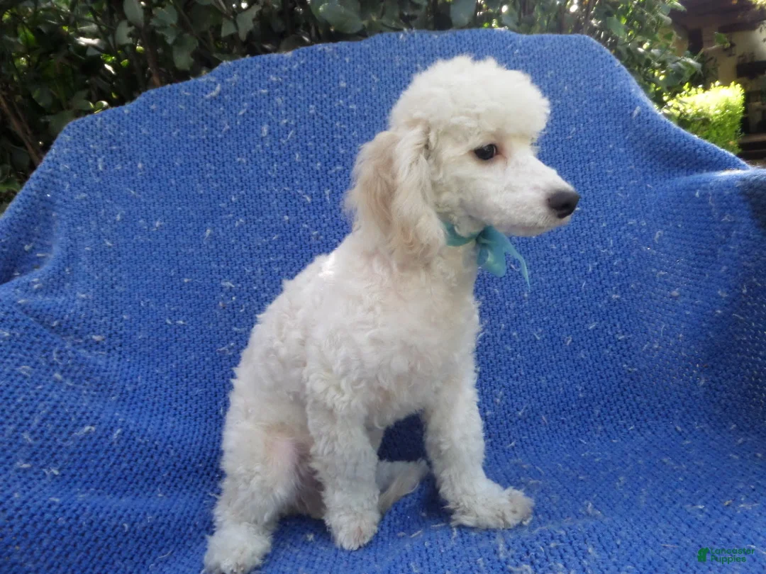 Toy Poodle dogs for sale: Sammy - Ad 1