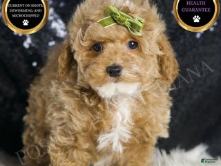 Maltipoo dogs - Ad 42
