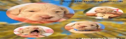 Goldendoodle dogs for sale: Aspen - Ad 3