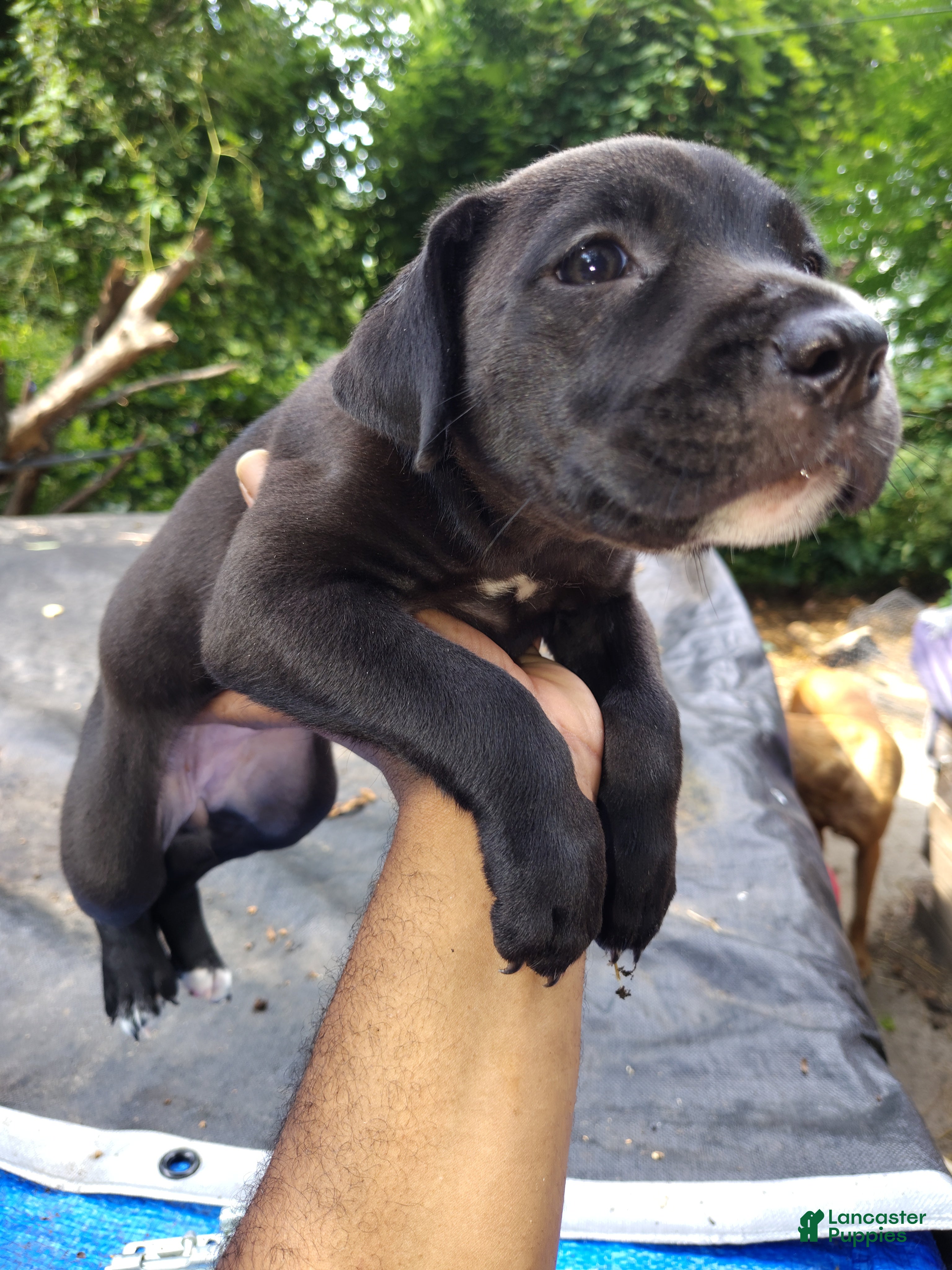 Mixed Breed dogs Mixed Breed 4 Bandog( Porsche) - Ad 42