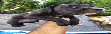 Mixed Breed 4 Bandog( Porsche)