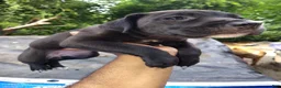 Mixed Breed dogs for sale: Mixed Breed 4 Bandog( Porsche) - Ad 1