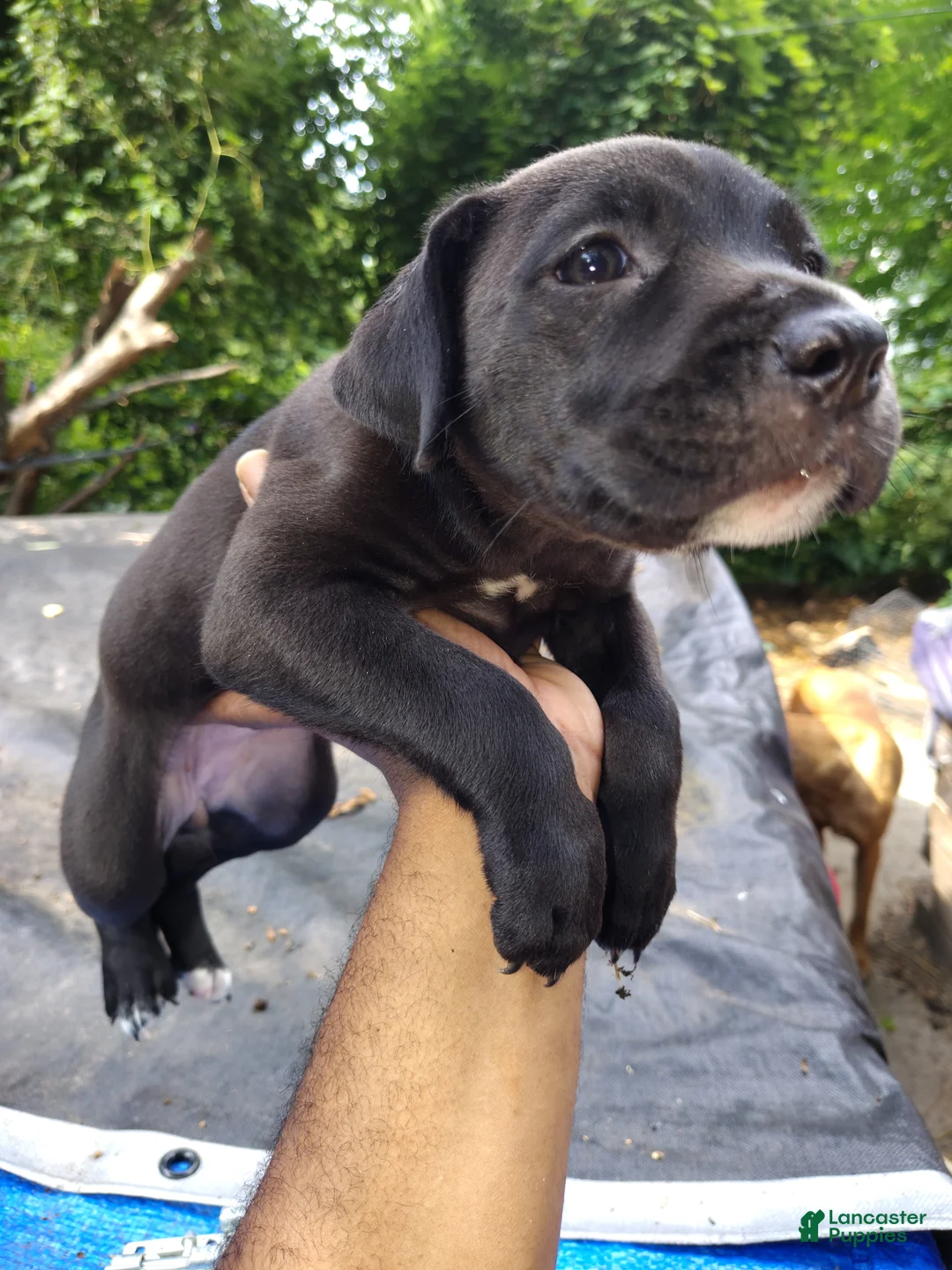 Mixed Breed dogs for sale: Mixed Breed 4 Bandog( Porsche) - Ad 1