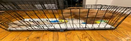 Cavapoo dogs for sale: Cavapoo Puppy 1 - Ad 3