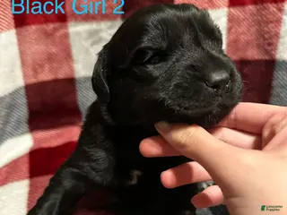 Mixed Breed dogs Pinto Bean - Ad 13