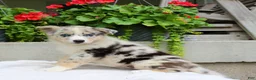 Mixed Breed dogs for sale: Lily - Ad 4