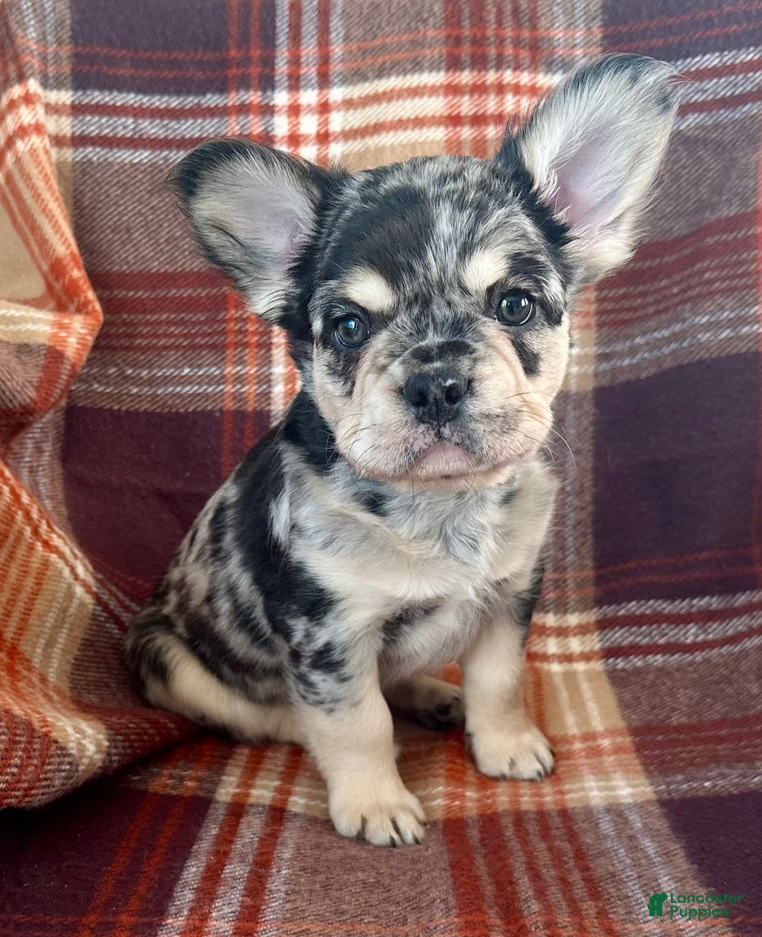French Bulldog dogs for sale: Baxstin  - Ad 6