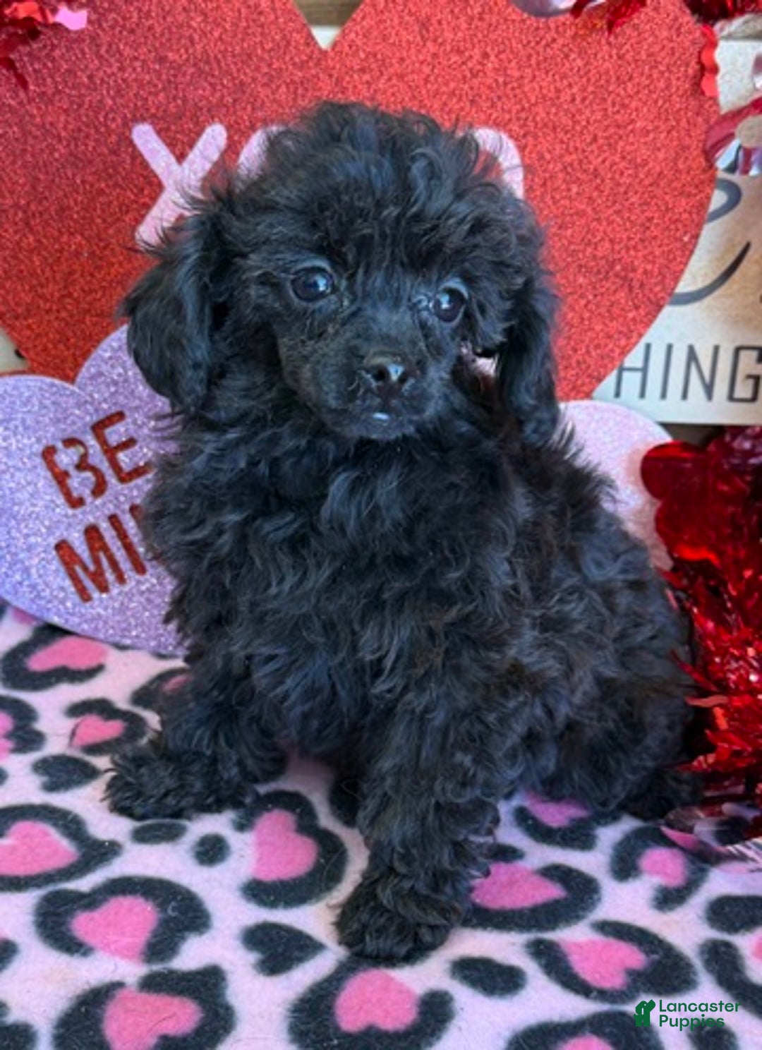 Toy Poodle dogs for sale: Olive - Ad 1