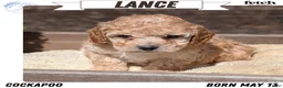 Cockapoo dogs for sale: Lance - Ad 1