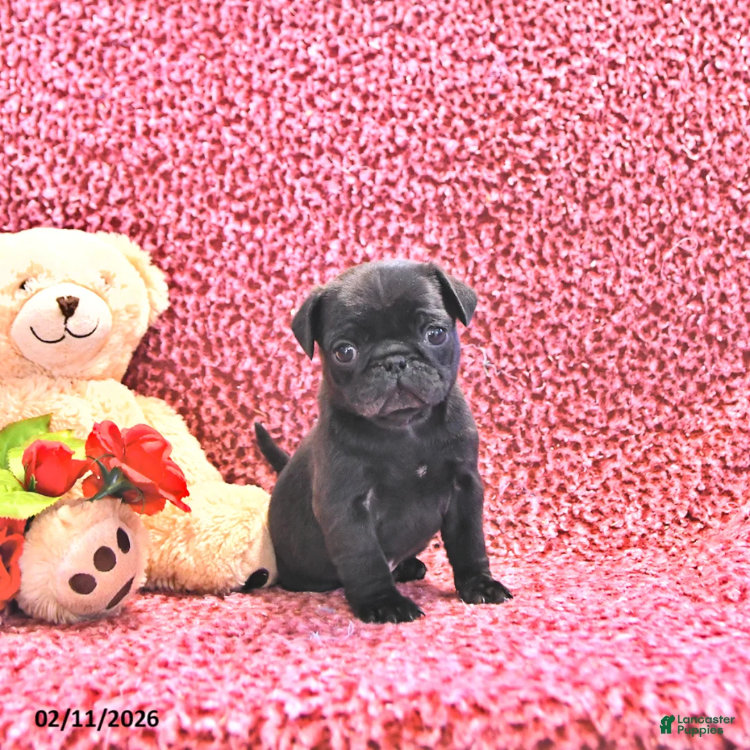 Mixed Breed dogs for sale: Bowser - Ad 2