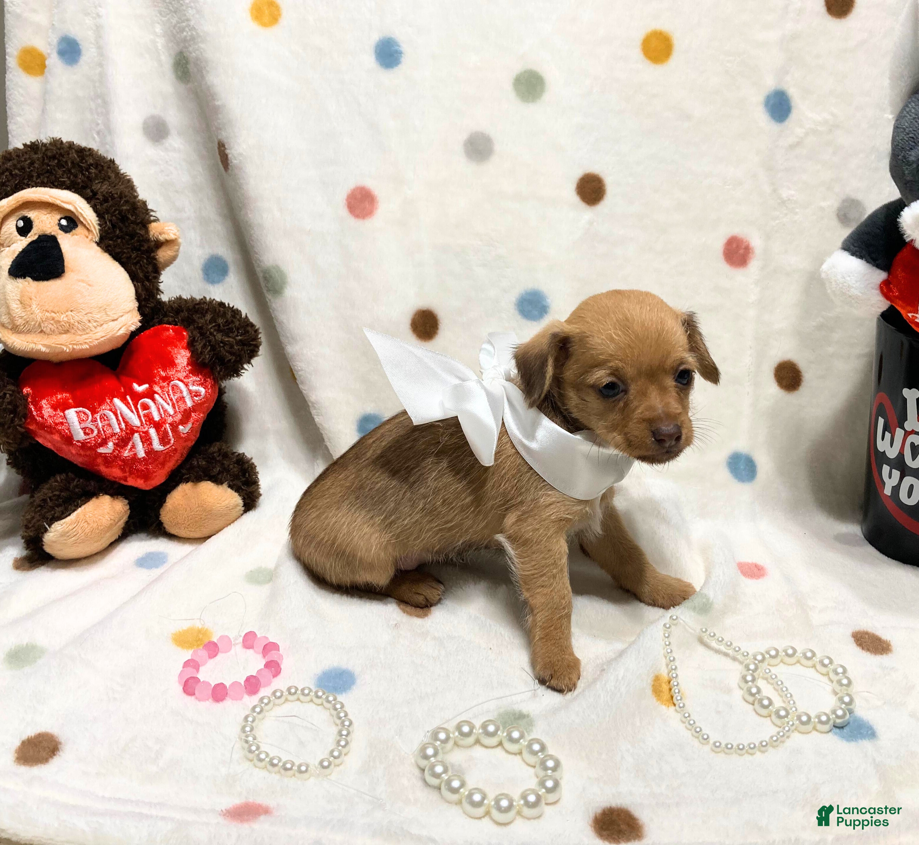 Chihuahua dogs Gigi - Ad 2