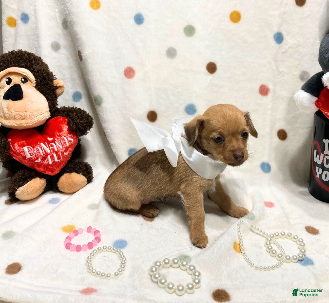 Chihuahua dogs for sale: Gigi - Ad 2