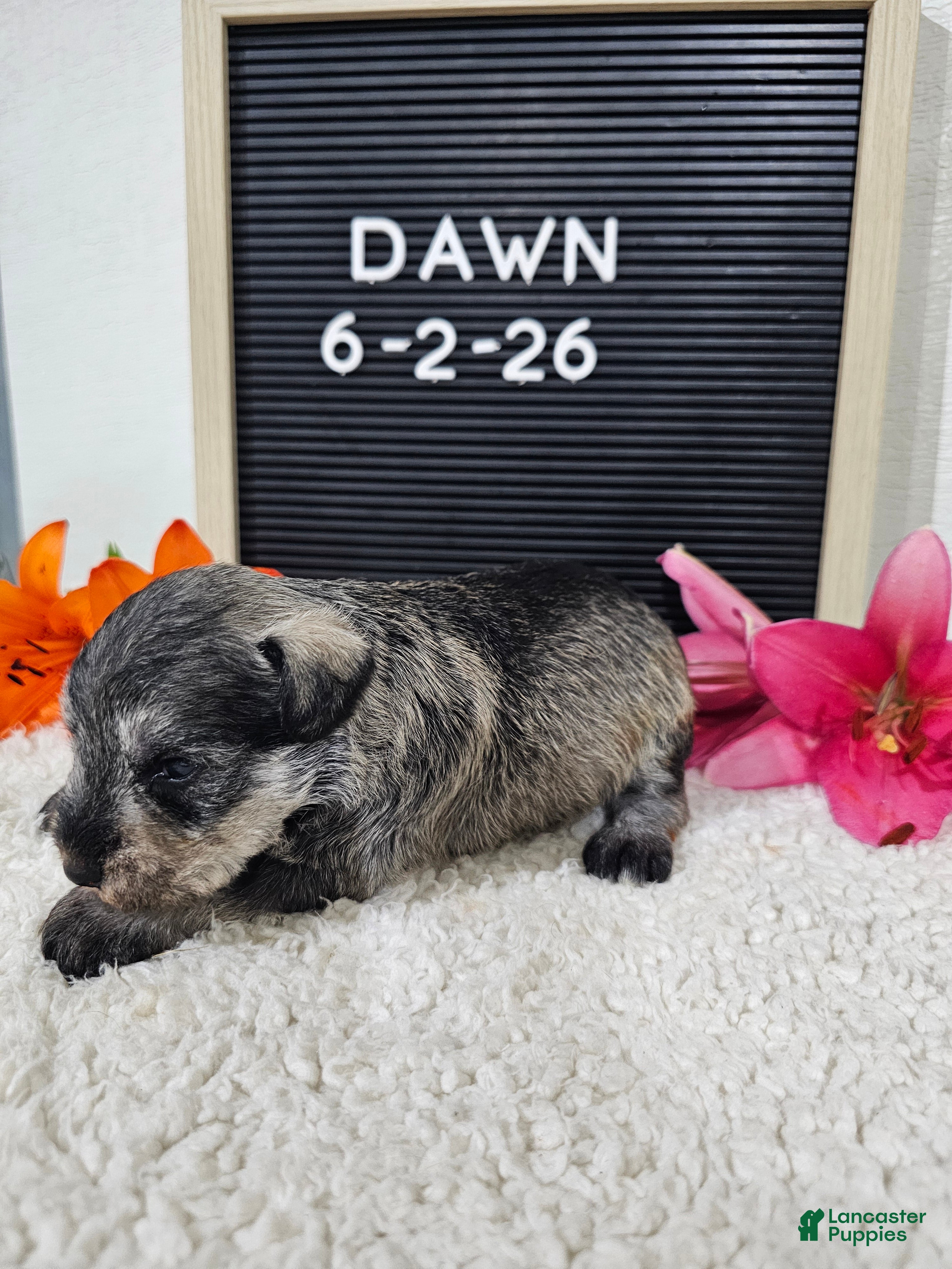 Miniature Schnauzer dogs Dawn - Ad 1
