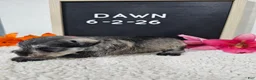 Miniature Schnauzer dogs for sale: Dawn - Ad 1