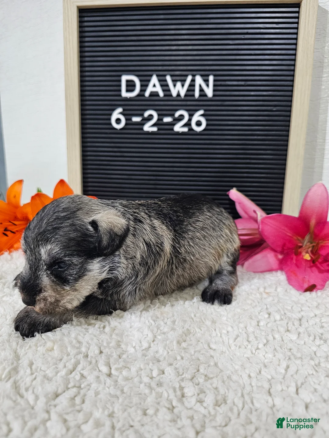 Miniature Schnauzer dogs for sale: Dawn - Ad 1
