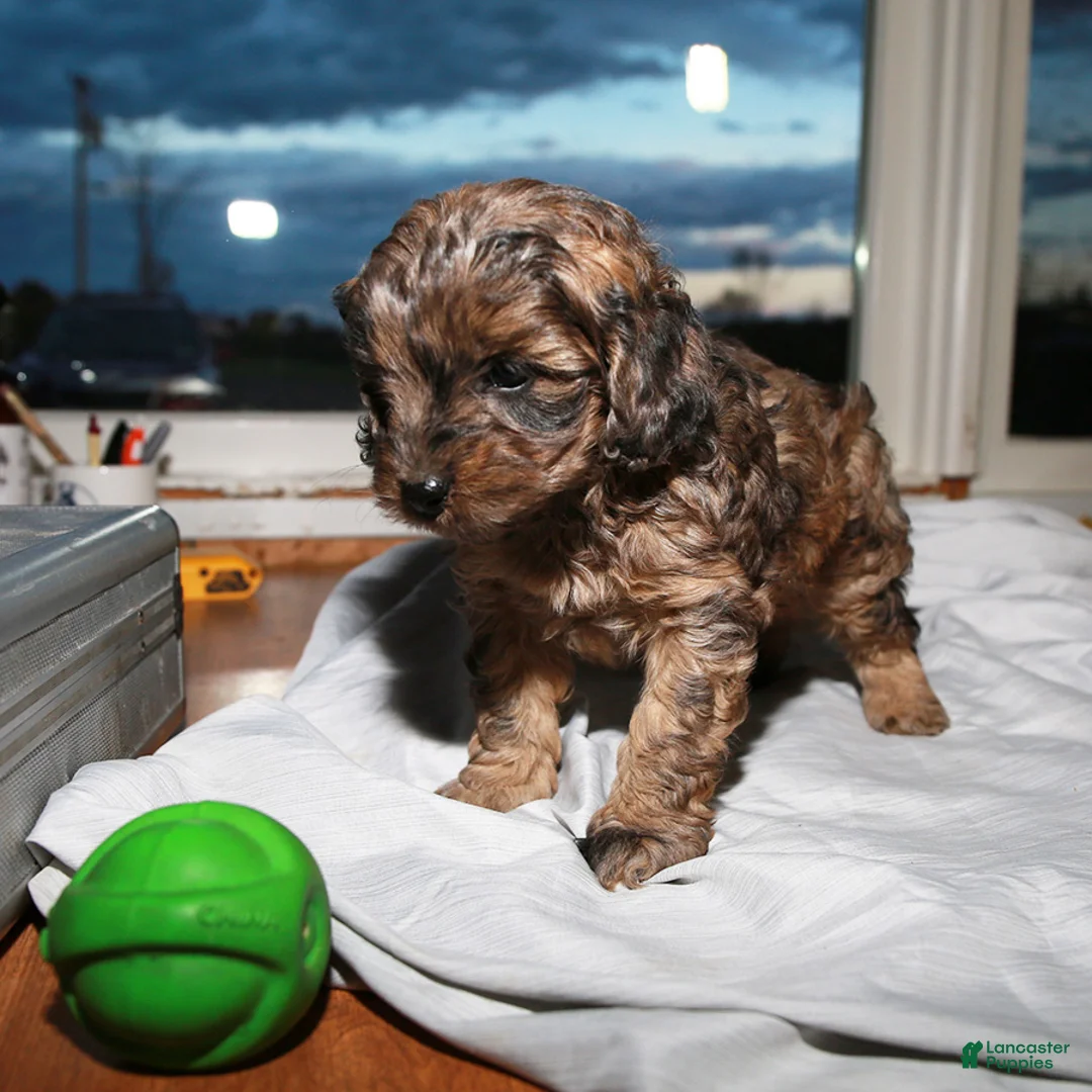 Cockapoo dogs for sale: Harry - Ad 3