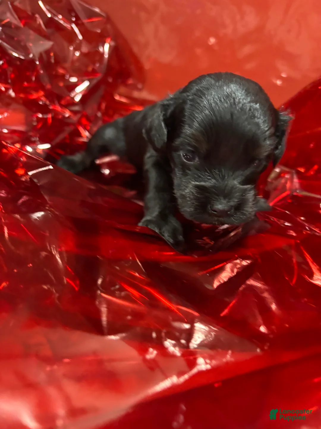 Cockapoo dogs for sale: Jet - Ad 1