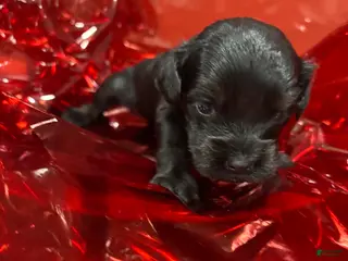 Cockapoo dogs Jet - Ad 15