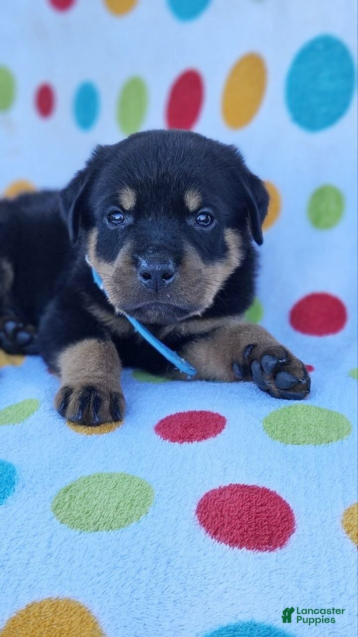 Rottweiler dogs River - Ad 1