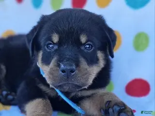 Rottweiler dogs for sale: River - Ad 4