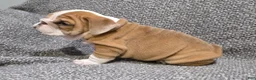 English Bulldog dogs for sale: Mitchell - Ad 3
