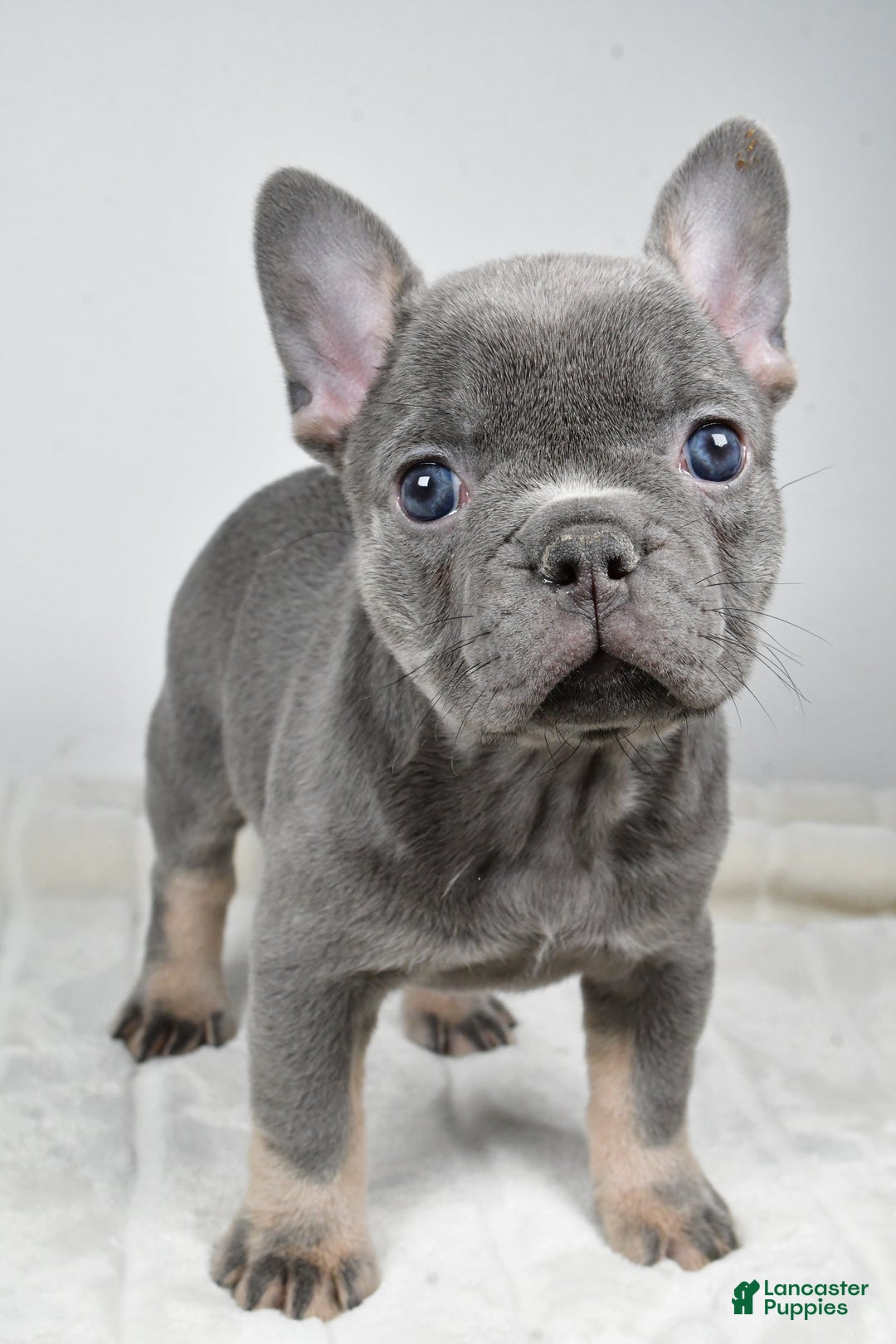 French Bulldog dogs for sale: Faith - Ad 7