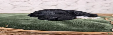 Licorice