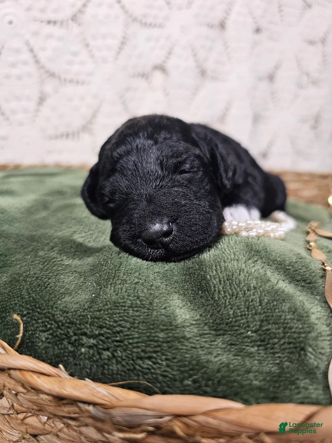 Mini Goldendoodle dogs for sale: Licorice - Ad 1