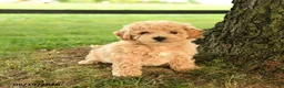Bichpoo dogs for sale: Donovan - Ad 3