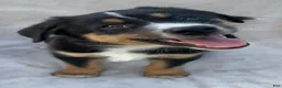 Mixed Breed dogs for sale: Chippy - Ad 7