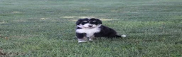 Bernedoodle dogs for sale: Shooter - Ad 12