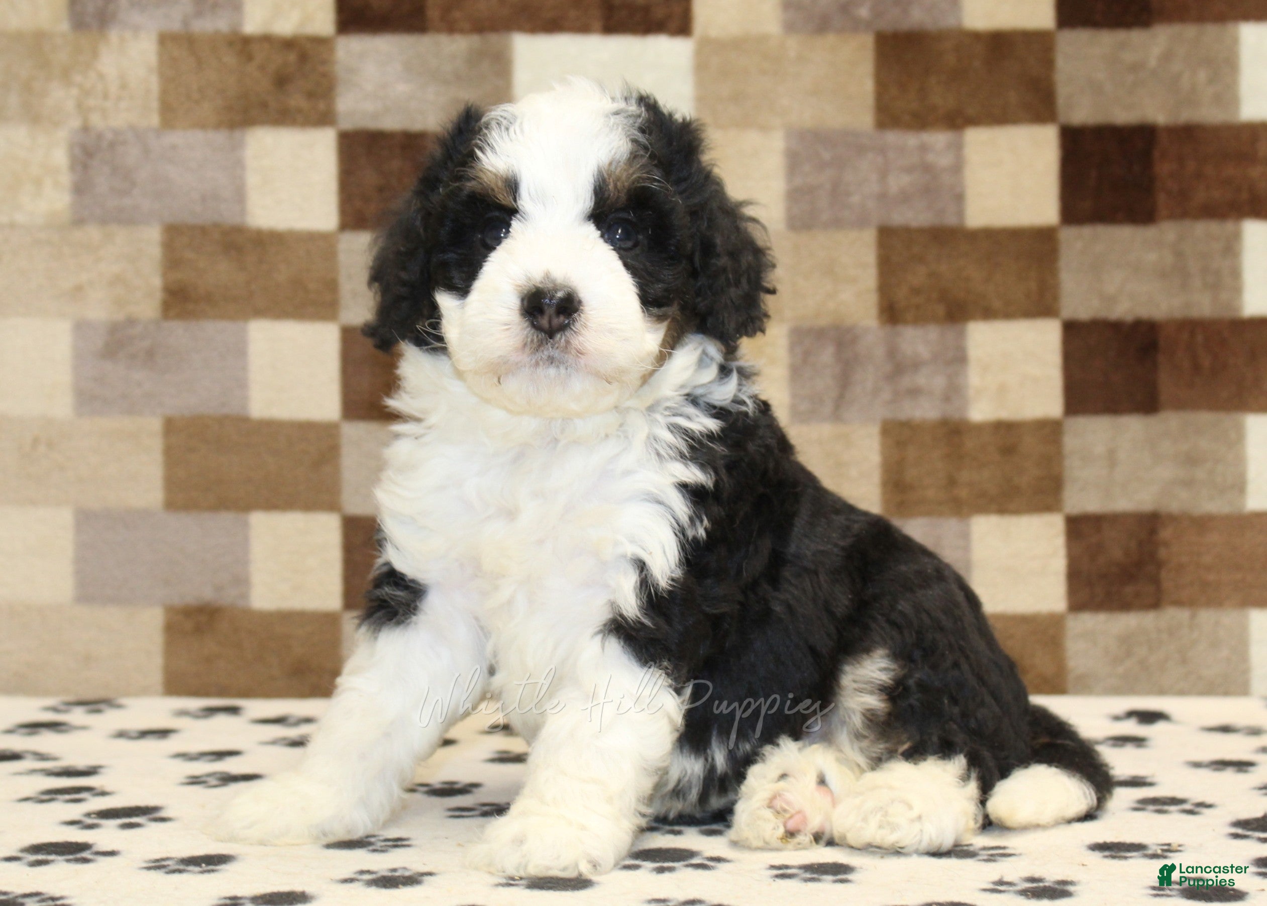 Mini Bernedoodle dogs Kelly - Ad 1