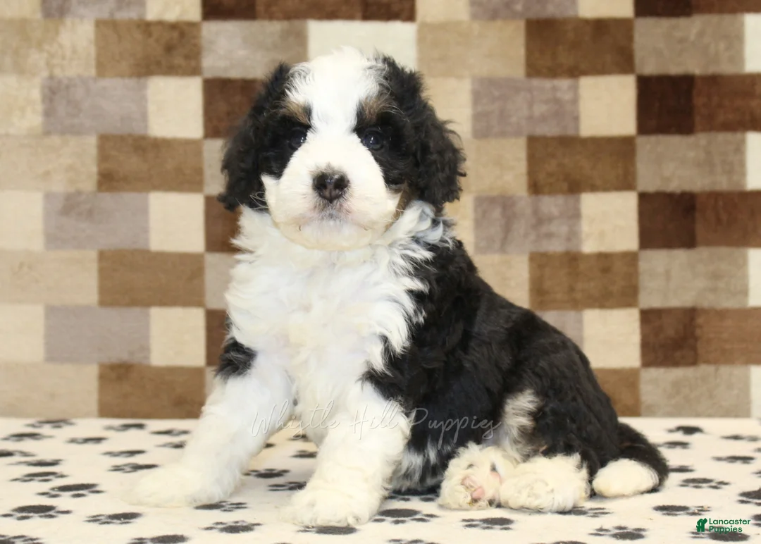Mini Bernedoodle dogs for sale: Kelly - Ad 1