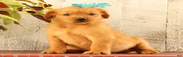 Golden Retriever dogs for sale: Nova - Ad 3