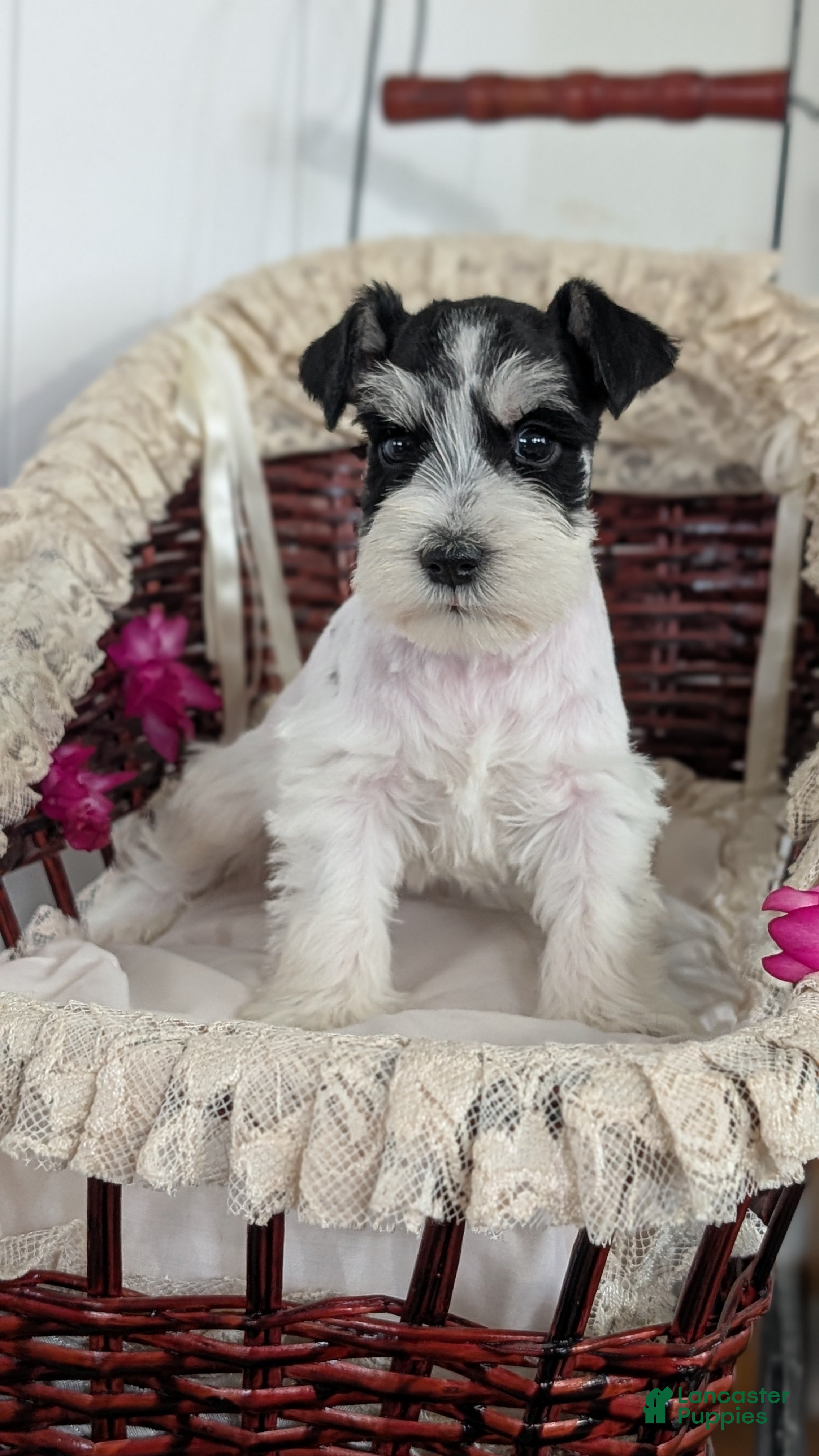 Miniature Schnauzer dogs Mason - Ad 2
