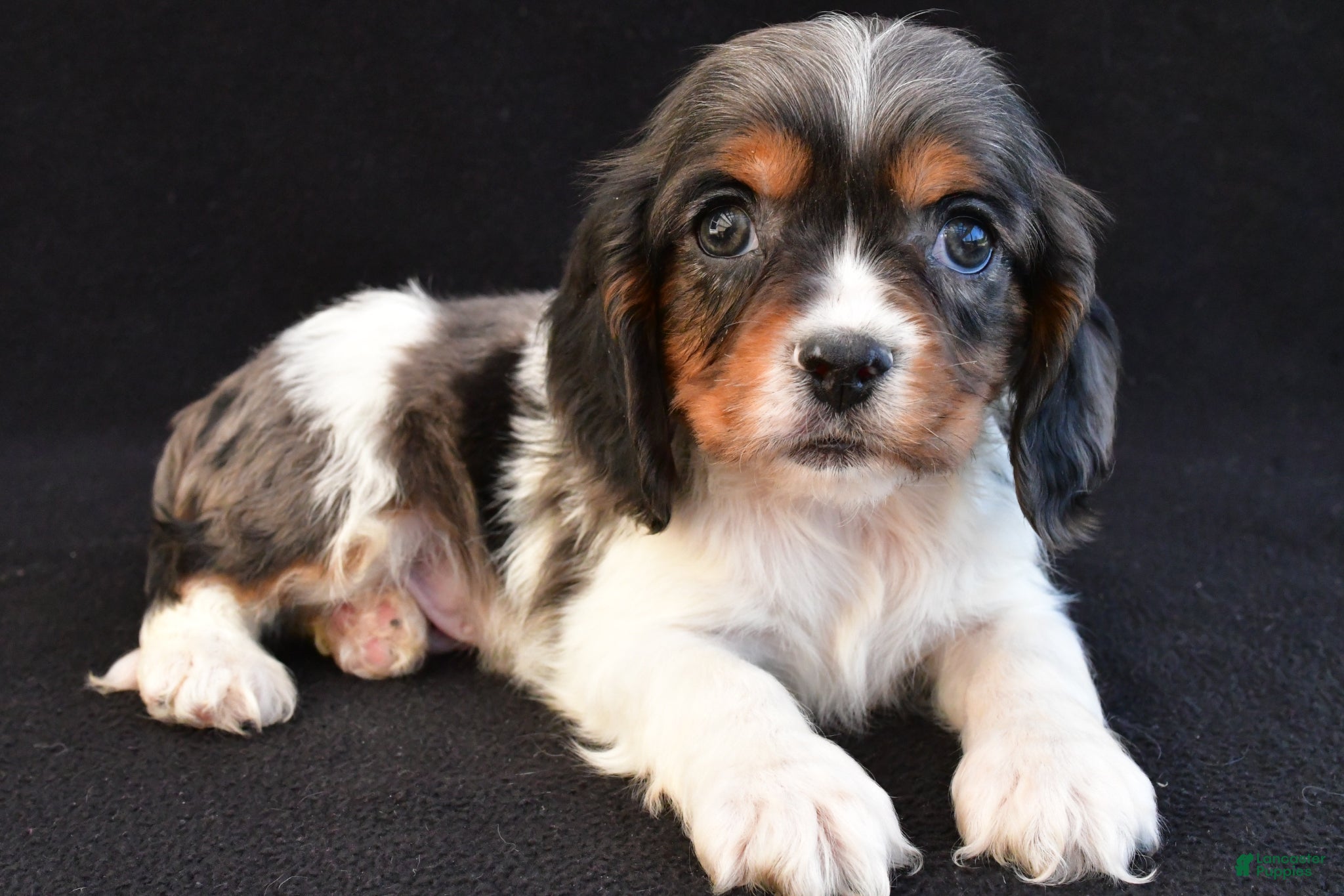 Mixed Breed dogs Anson - Ad 2