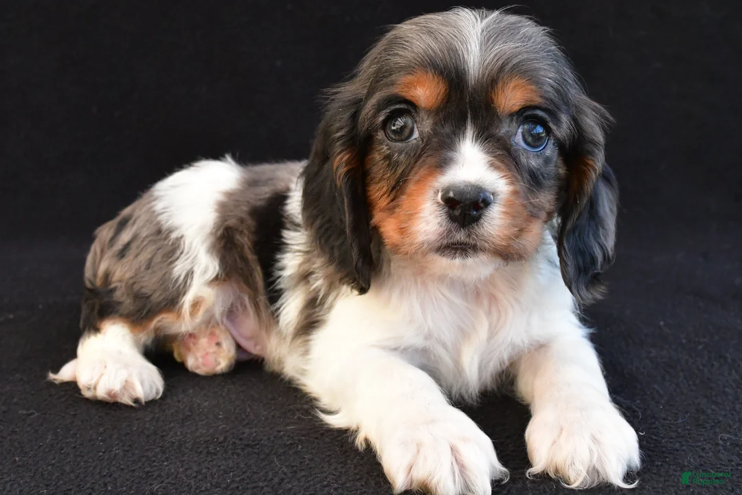 Mixed Breed dogs for sale: Anson - Ad 2