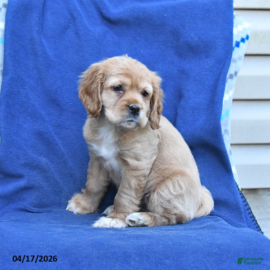 English Cocker Spaniel dogs Hazel - Ad 2