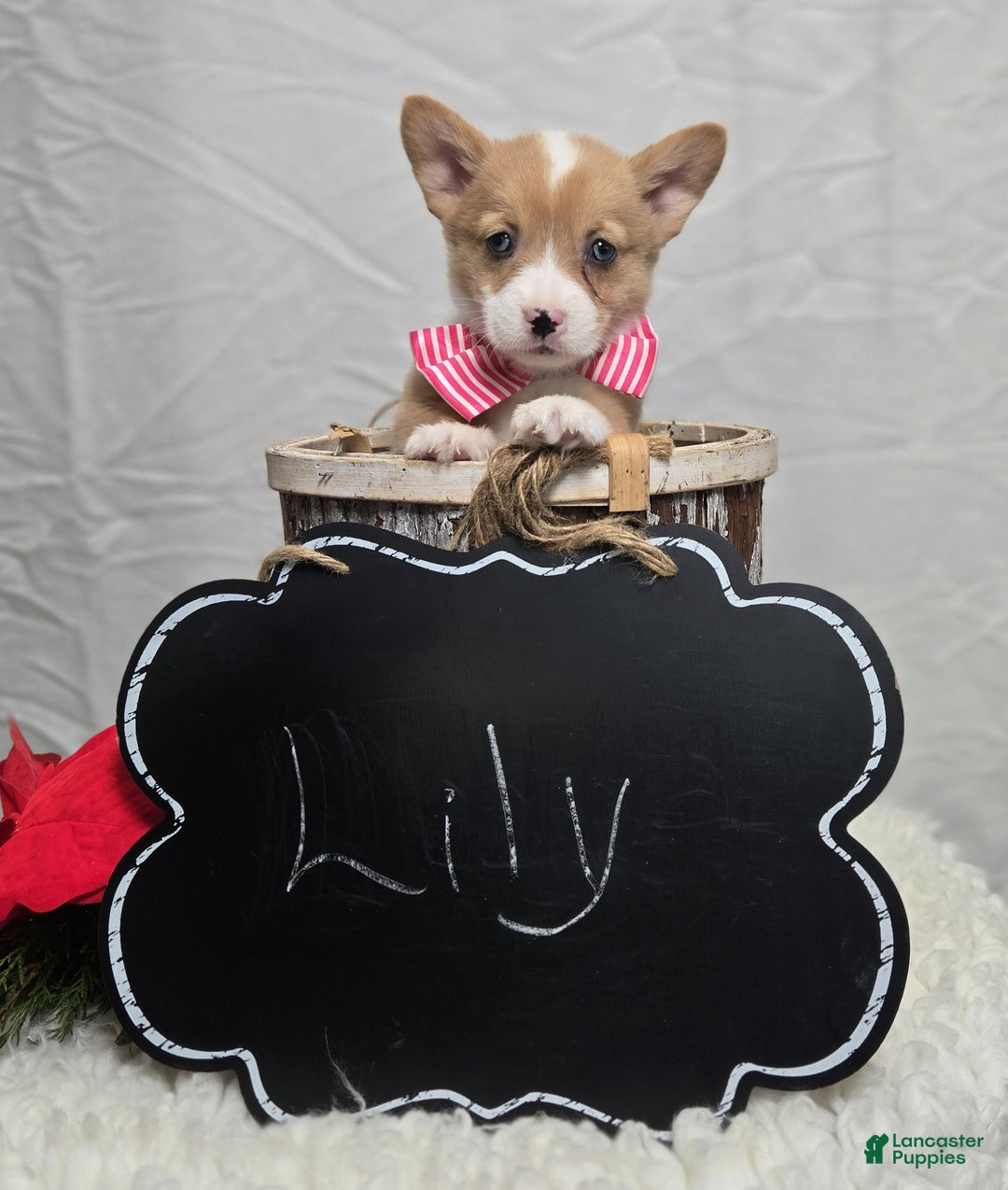 Welsh Corgi Pembroke dogs for sale: Lily - Ad 3