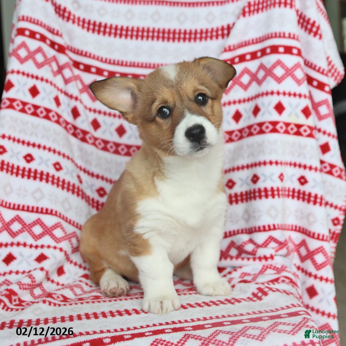 Welsh Corgi Pembroke dogs Ivy - Ad 38