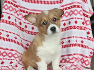 Welsh Corgi Pembroke dogs Ivy - Ad 38