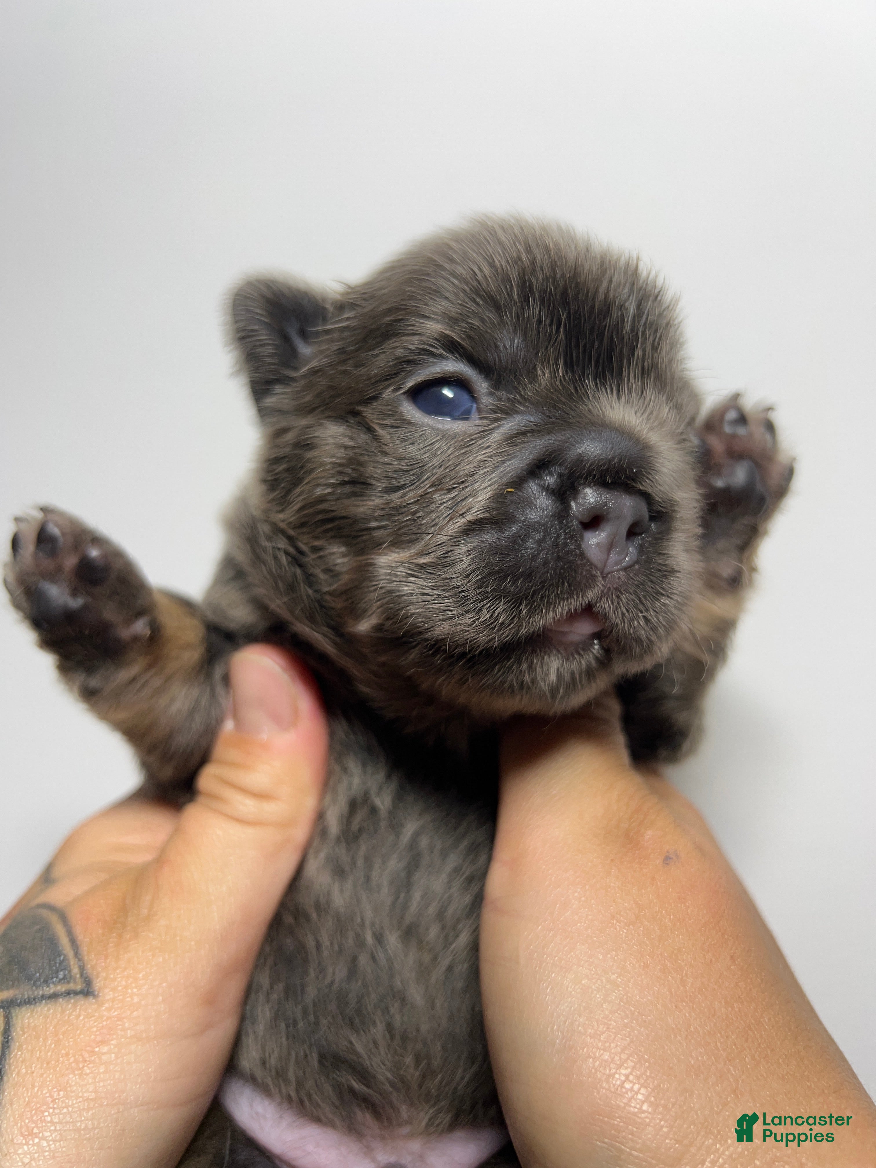 French Bulldog dogs Bolt  - Ad 1