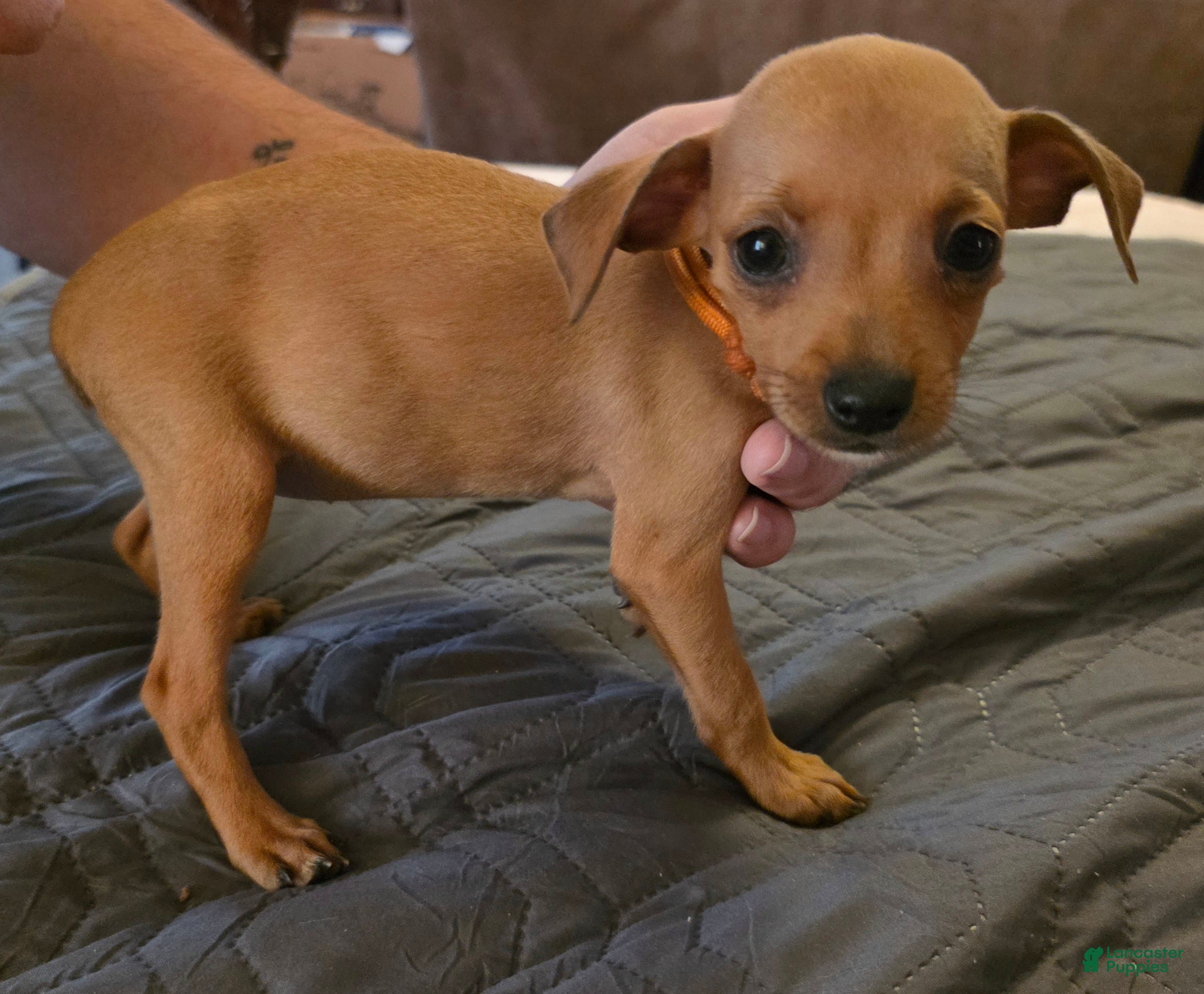 Miniature Pinscher dogs for sale: J-orange - Ad 1