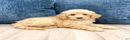 Miniature Poodle dogs for sale: Lily - Ad 3