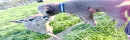 Labrador Retriever dogs for sale: Ruger - Ad 6