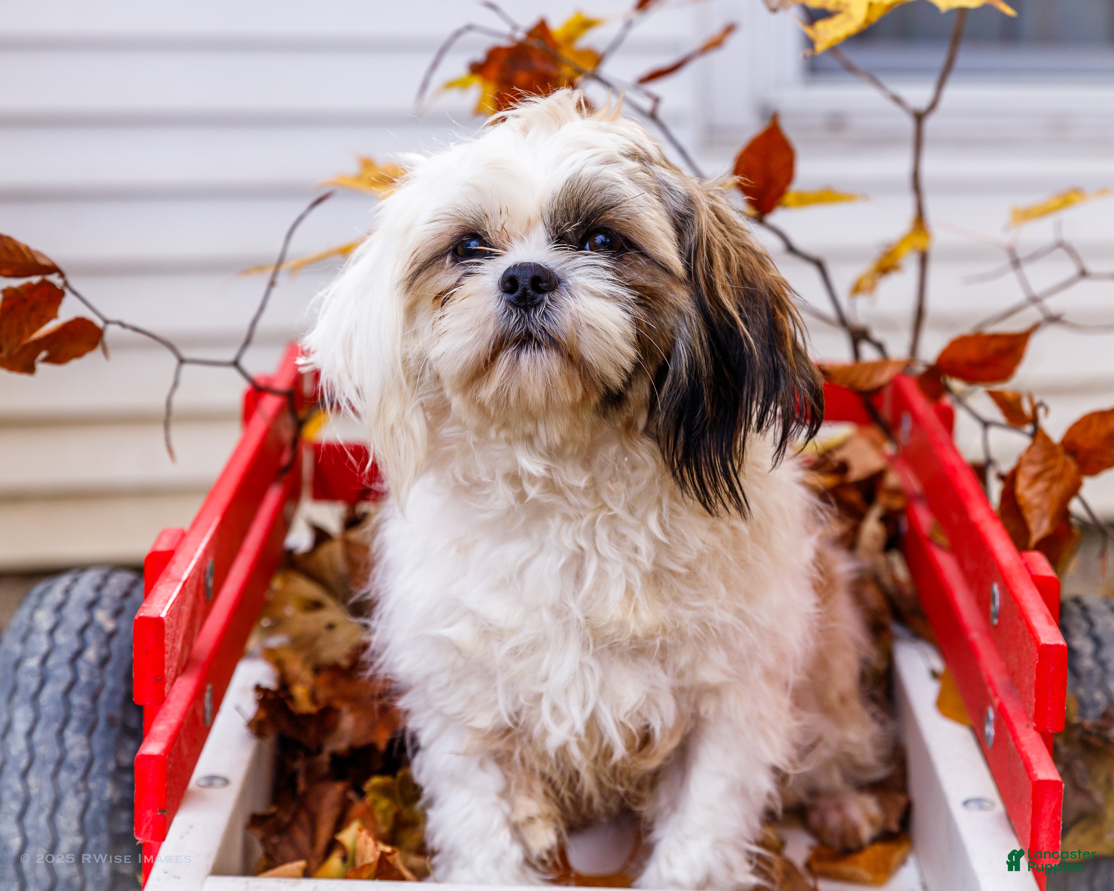 Shih Tzu dogs Jude - Ad 37