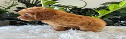 Mini Goldendoodle dogs for sale: Diego - Ad 4