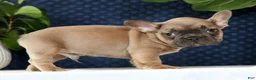 French Bulldog dogs for sale: Hunter - Ad 4